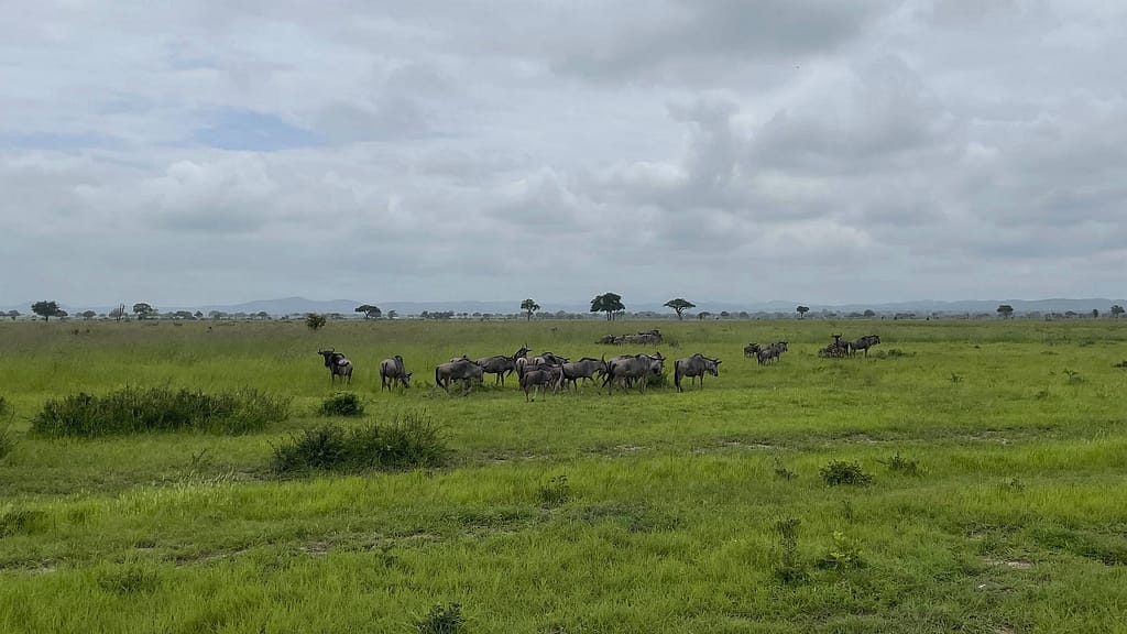 A herd of wildebeest in the distance munching on grass with the mountains in the background.